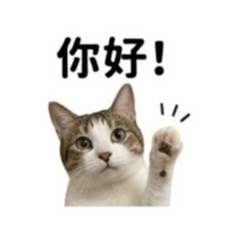 Sake 喵