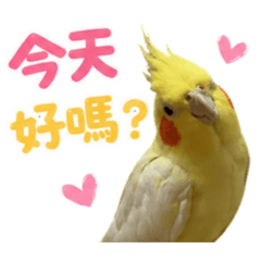 夏家鸚鵡日常
