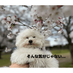 SORA_20260506235553