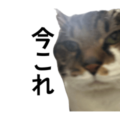 nyaaaaaasuke