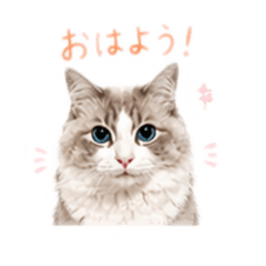 shiho_20260507001941
