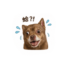 咖啡狗的瘋狂世界