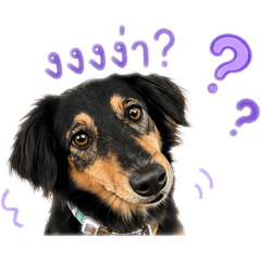 MhaiMhon my Dog