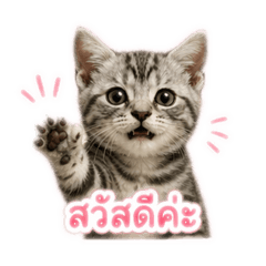 Wilarcattery_20260428154852