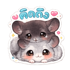 3 Chinchilla girls