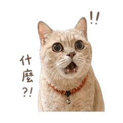 曼赤肯檸檬（日常）