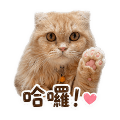 撥撥の日常