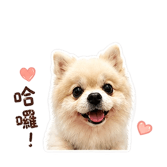 豬逼先森第二彈