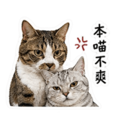 芝麻湯圓嗆聲