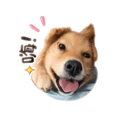 Uni黃金獵犬