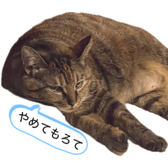 SAKO_20260429221912