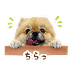 yukinoko_20260507004140