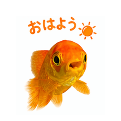 Kinta Daily Life No.1