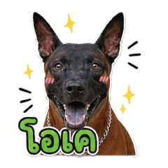 Turbo The Thai Ridgeback Dog