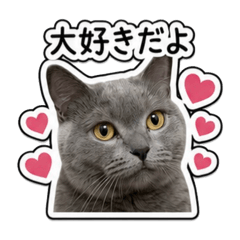 koko_20260507015917