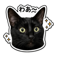 koko_20260507022142