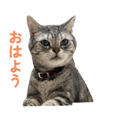 mycat111