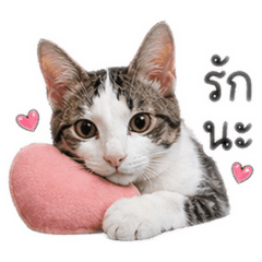 Nampow ssnp_20260428154855