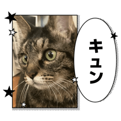 Kijitorachanmaji