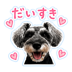 M.Schnauzer Robin