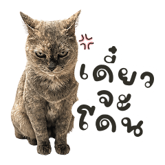 Phetnin the Moody Cat