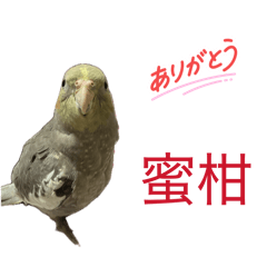 liotom_20260507065844