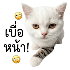 เหมียวมาเฟียสุดแบ๊ว