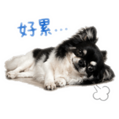 最可愛der 牛奶