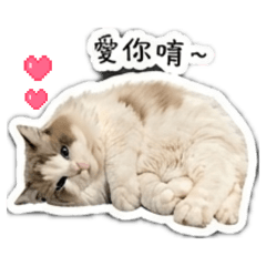 Bubu的小日常