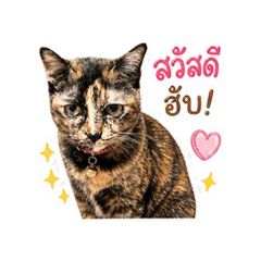 Tortoiseshell cat v.1