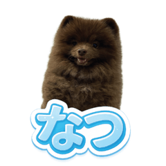 Natsu the Chocolate Pomeranian