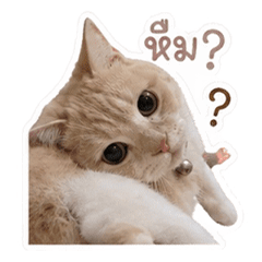 catnonxfamily