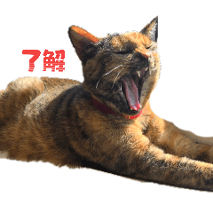 kato_20260507080149