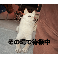 Tk_20260507082530