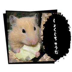 hiori_20260507082449