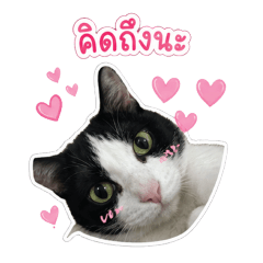 cat baibua