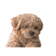微米很嘻嘻