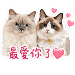 哈哈家族裝可愛