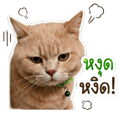 Wan-Cat
