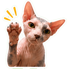 Adhi the cat