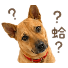 勾錐欸阿黃黃