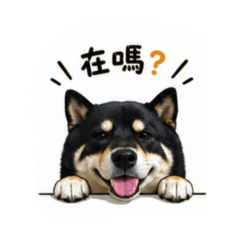 黑醬柴柴