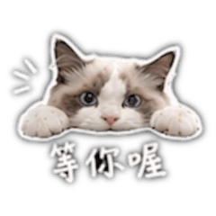 媛媛今天也很難搞