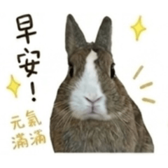 我的美兔