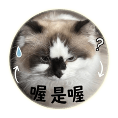 臭臉京有話要說