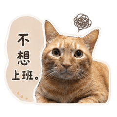菠蘿貝貝喵厭世語錄