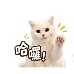 棉花糖兄弟可愛爆擊1