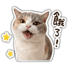嗚啦啦嗚啦