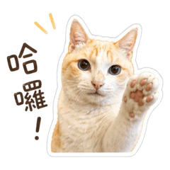 貓咪白白的日常