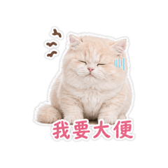 老闆咪咪來囉 2